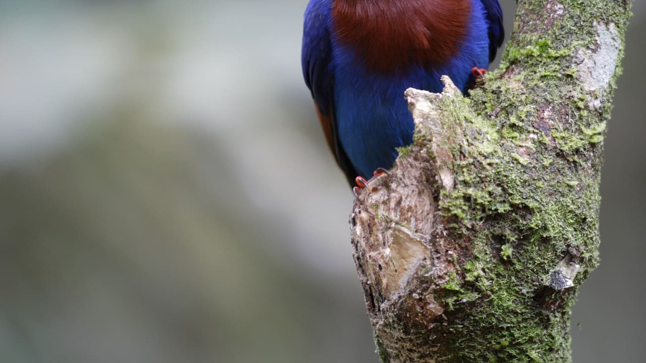 A Ceylon blue magpie, blue and chestnut, on a mossy branch.