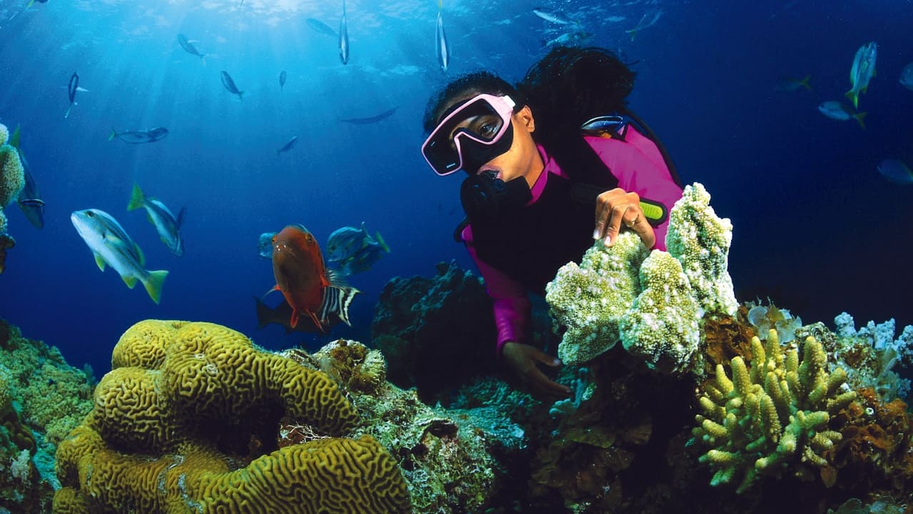 A snorkeller above hard coral and a shoal of fish on the Hikkaduwa reef.