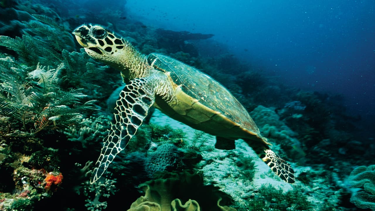 A green turtle swimming over coral inside the Hikkaduwa marine sanctuary.
