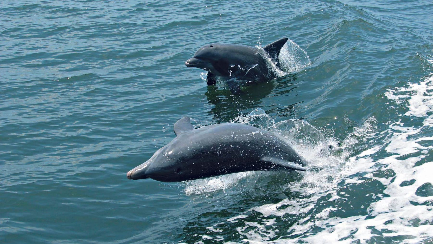 Spinner dolphins breaking the surface together off the Kalpitiya peninsula.
