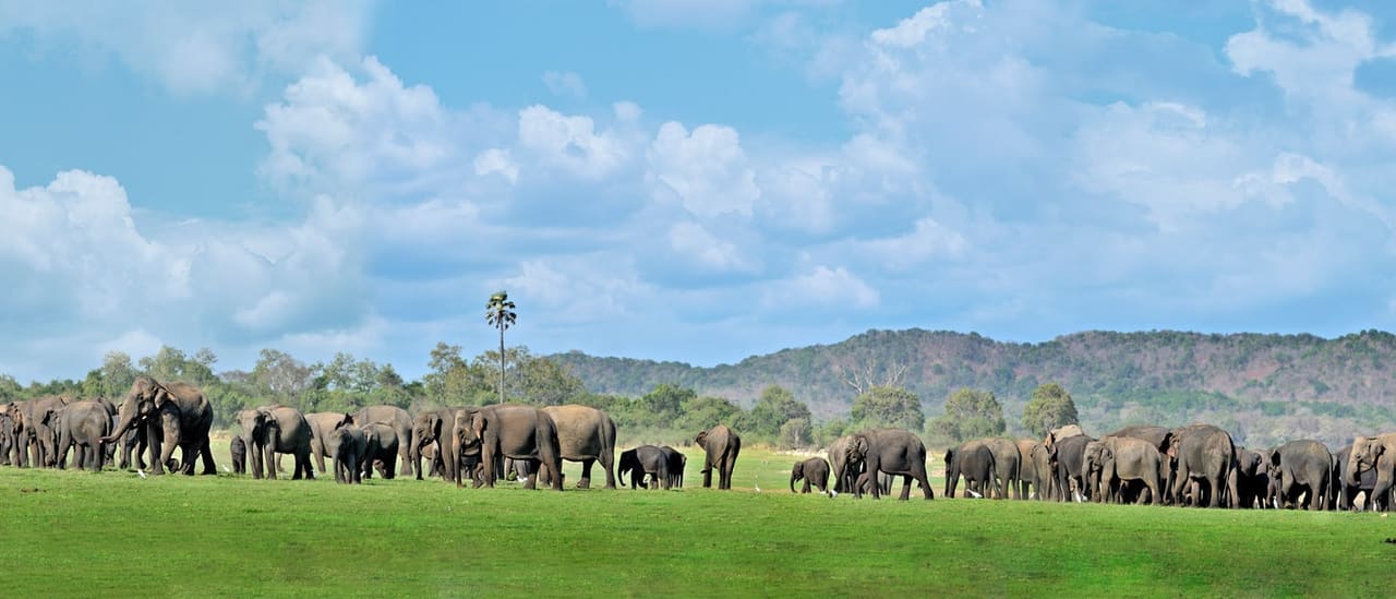 Dozens of wild elephants spread across the grassland on the bed of the Minneriya tank, hills behind them.