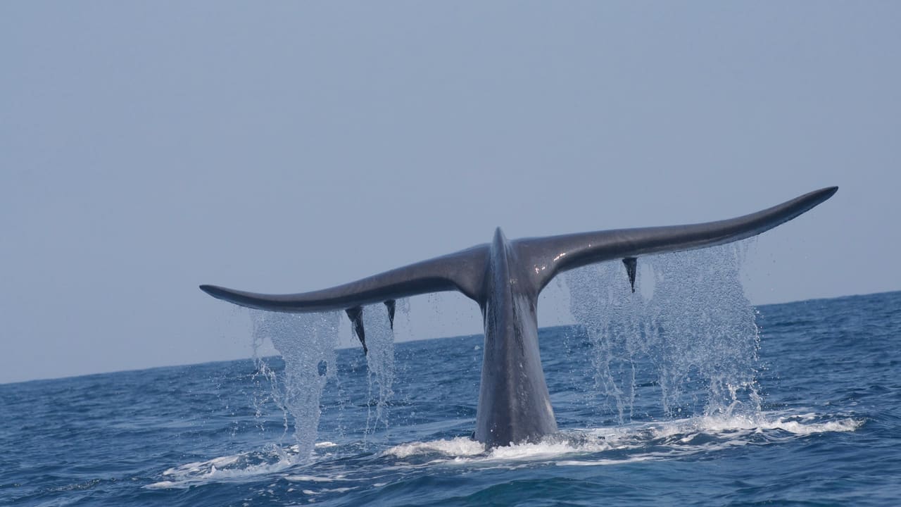 The tail fluke of a blue whale raised clear of the water as it dives off Mirissa.