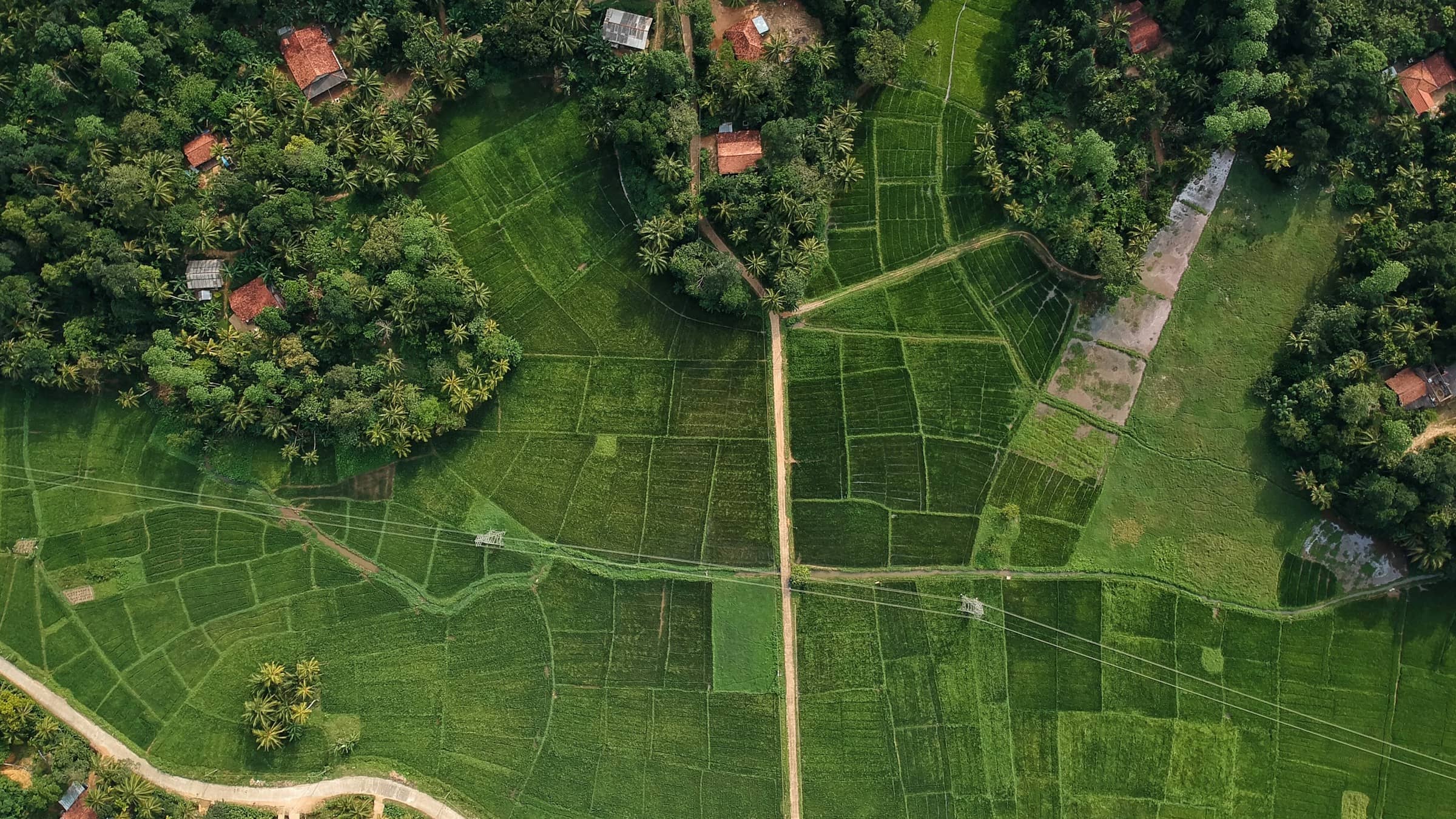 Paddy fields from the air, a geometry of green bunds and palm trees.