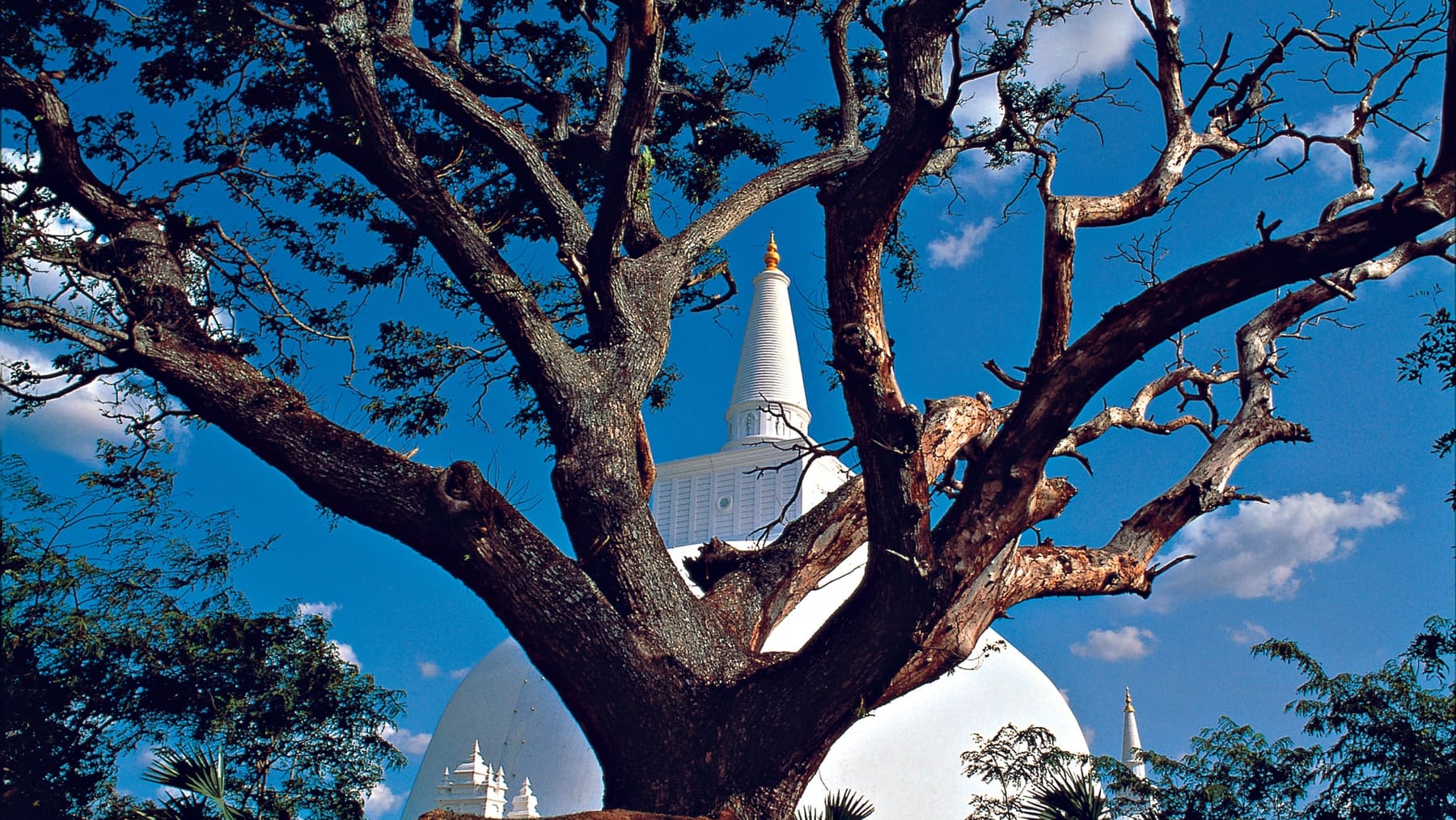 The white dome of the Ruwanwelisaya dagoba at Anuradhapura, framed by the branches of a bare tree against a deep blue sky.