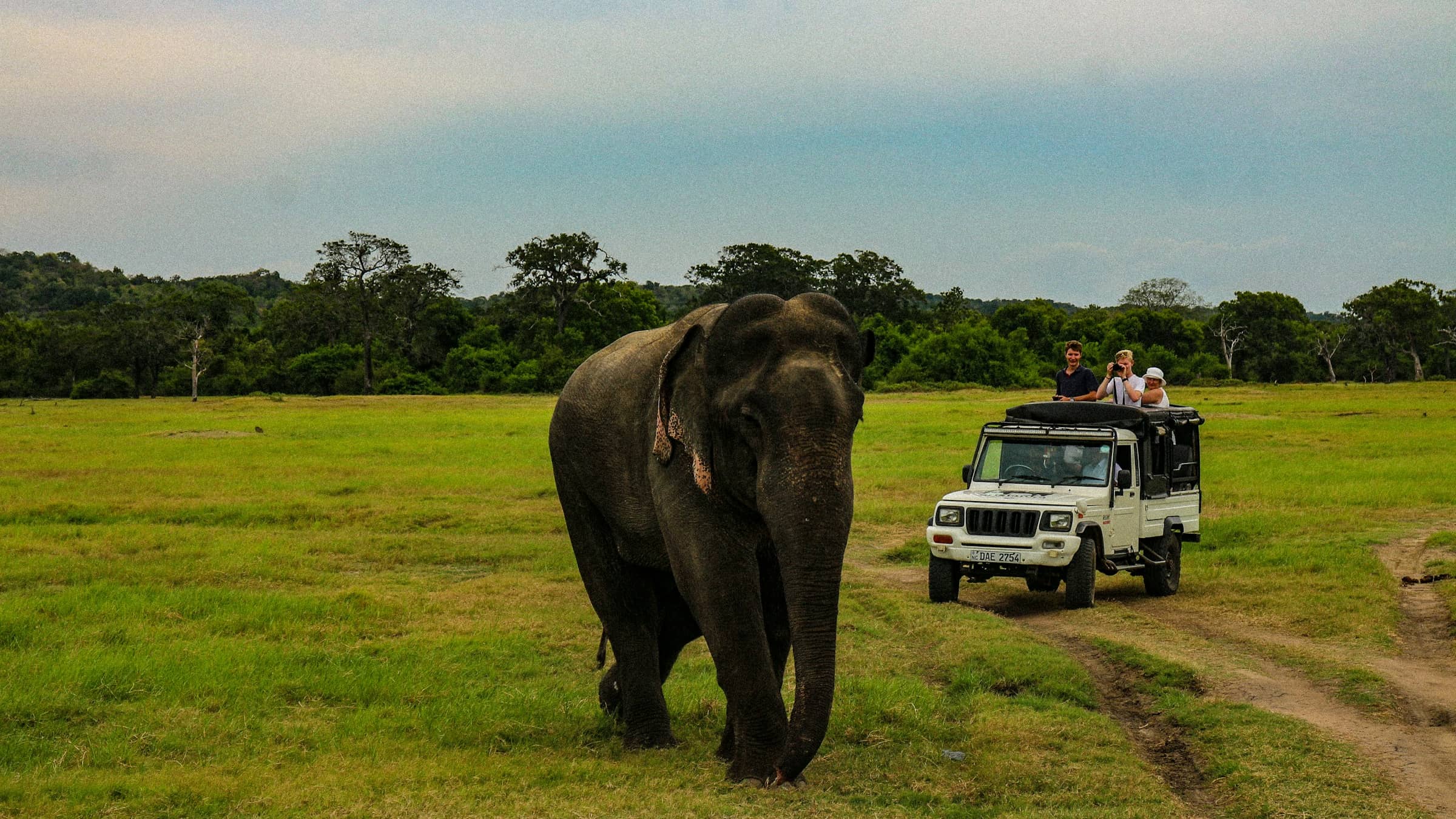 A wild Asian elephant crossing open grassland, a safari jeep with passengers stopped at a distance behind it.