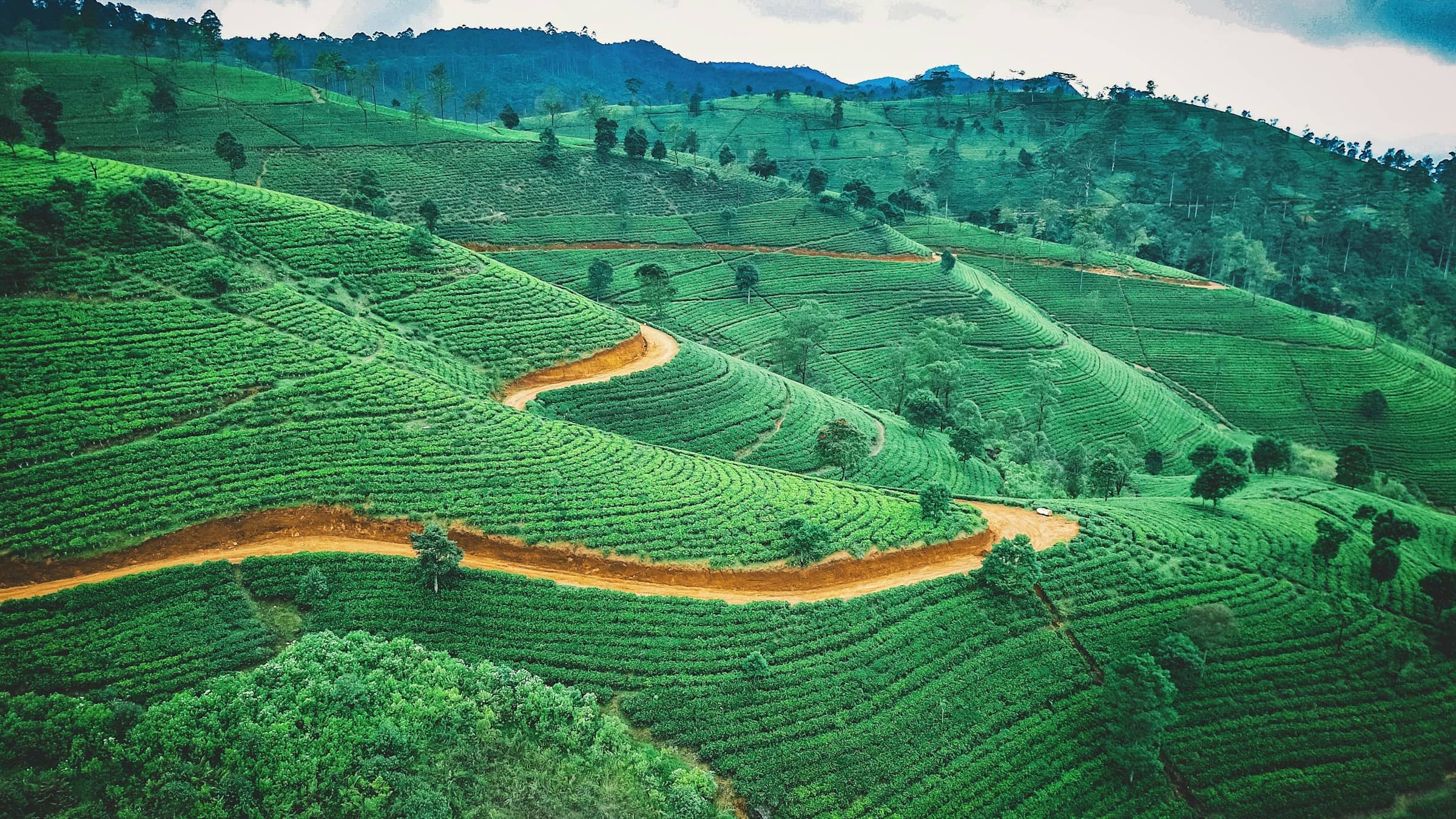 Tea gardens covering the hills of the central highlands, an estate road winding through them.
