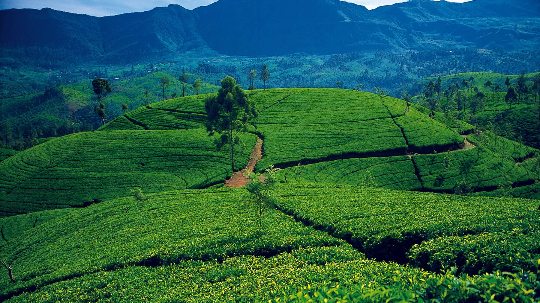 Tea terraces covering rolling hills in the central highlands, mountains behind.