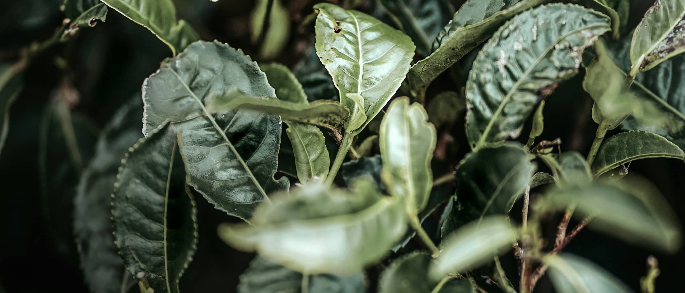 Close view of wet tea leaves on the bush.