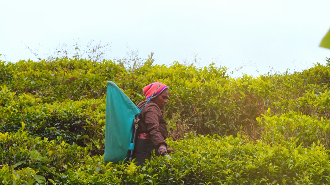 A tea plucker working through waist-high bushes on a hill-country estate, seen from behind at a distance.