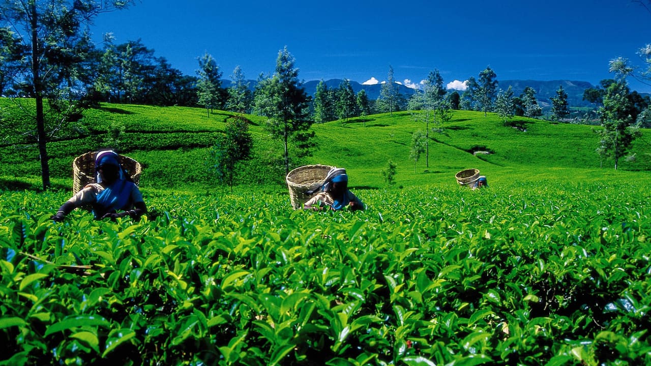 Tea pluckers working across a field of bushes in the highlands, seen at a distance.