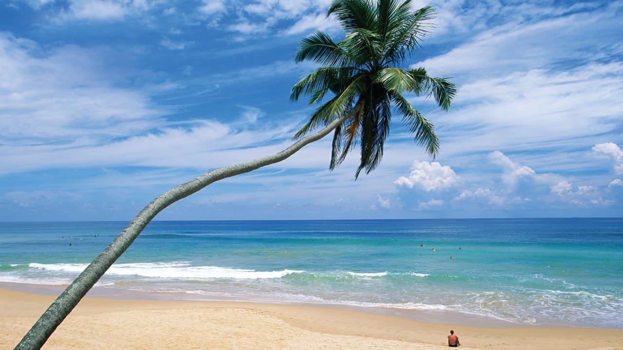 A coconut palm leaning out over turquoise water on a Trincomalee beach.