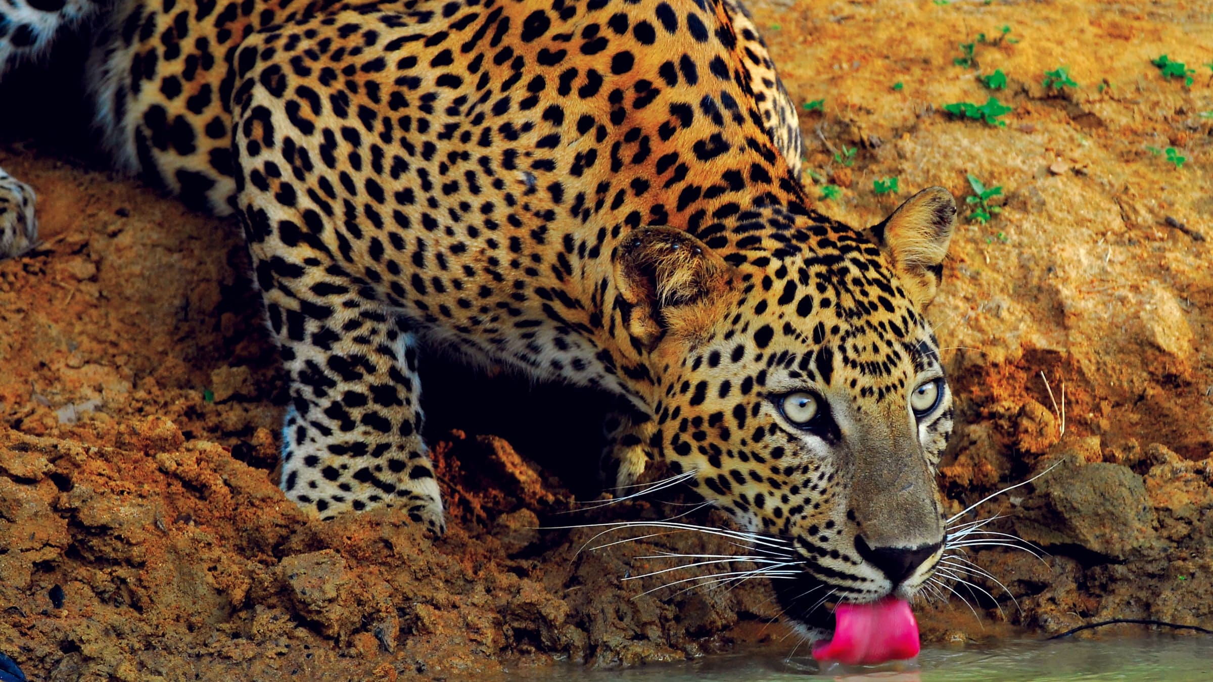 A leopard drinking at a waterhole in Yala National Park.