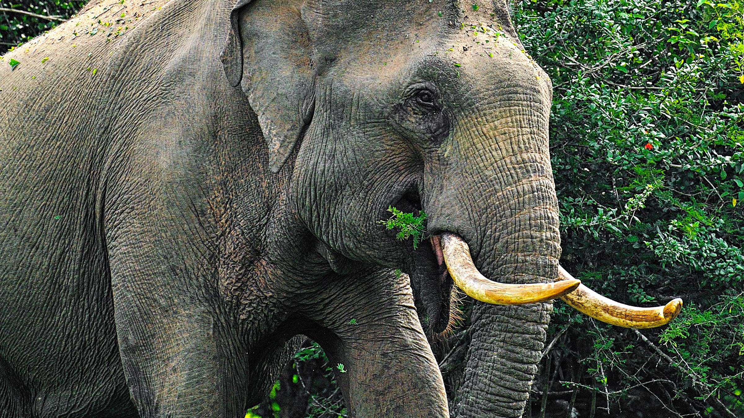 A wild Asian elephant with tusks feeding at the edge of dry-zone scrub in Yala National Park.